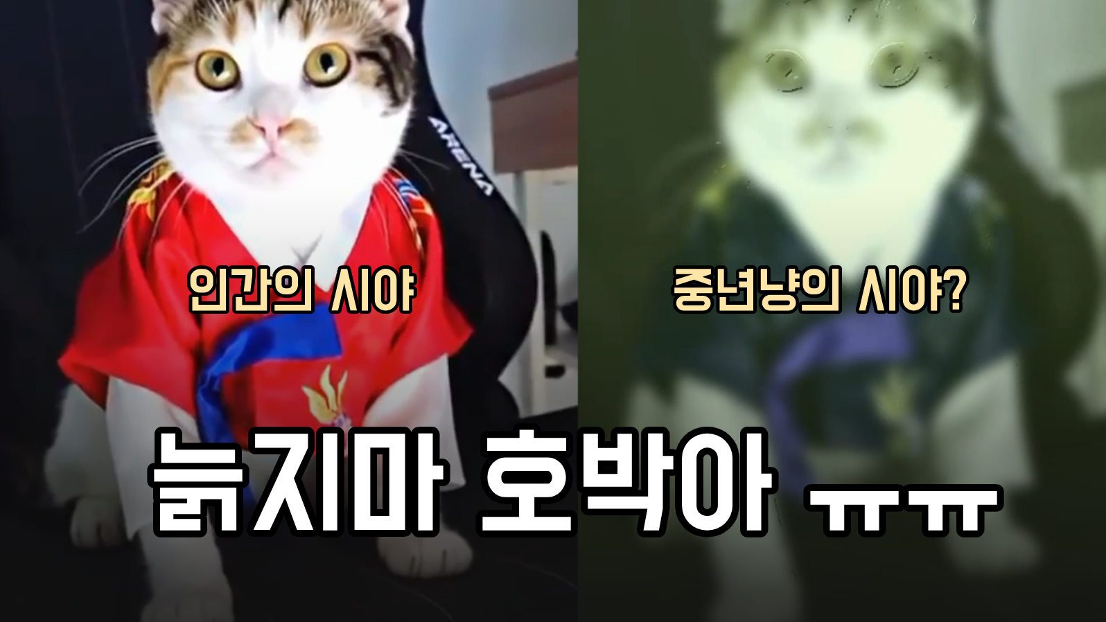 Detectron2 & OpenCV를 이용해서 고양이가 바라보는 뷰를 구현해보자